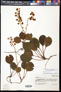 Pyrola americana image