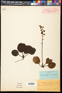 Pyrola americana image