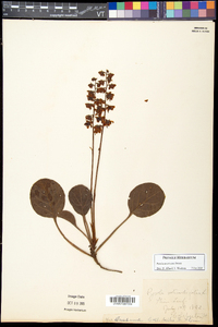 Pyrola americana image