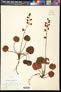 Pyrola asarifolia image