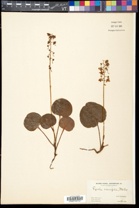 Pyrola asarifolia image