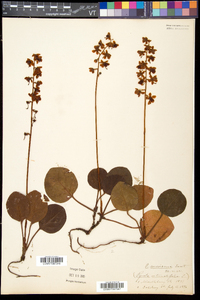 Pyrola americana image