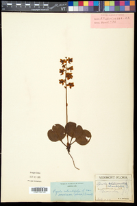 Pyrola americana image