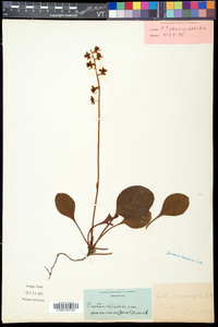 Pyrola americana image