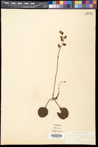 Pyrola asarifolia image