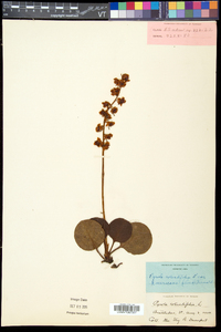 Pyrola americana image