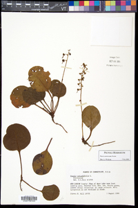 Pyrola americana image