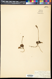 Pyrola chlorantha image