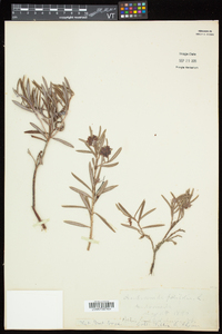 Andromeda polifolia image