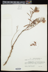 Andromeda polifolia image