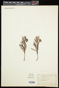 Andromeda polifolia var. latifolia image