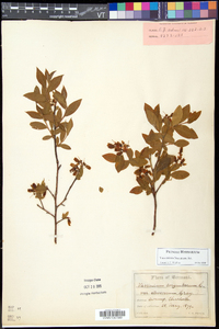 Vaccinium fuscatum image