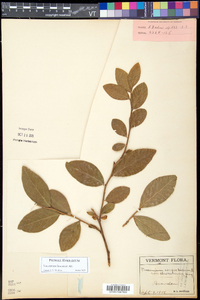 Vaccinium fuscatum image