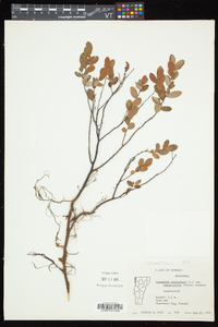 Chamaedaphne calyculata image