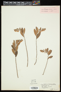 Chamaedaphne calyculata image