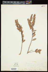 Chamaedaphne calyculata image