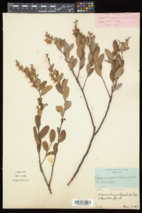 Chamaedaphne calyculata image