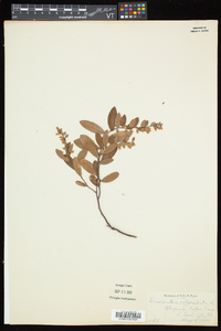 Chamaedaphne calyculata image