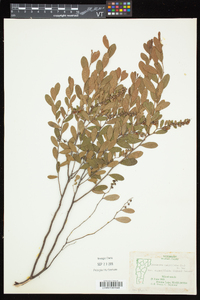 Chamaedaphne calyculata image