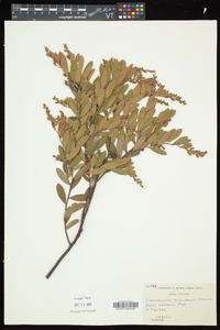 Chamaedaphne calyculata image