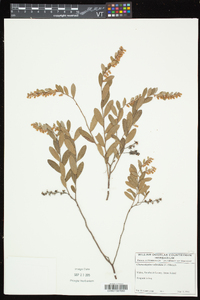 Chamaedaphne calyculata image