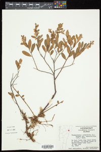 Chamaedaphne calyculata image