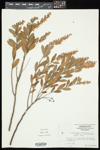 Chamaedaphne calyculata image