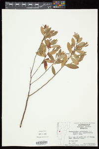 Chamaedaphne calyculata image