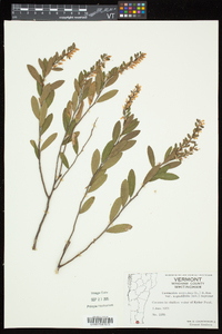 Chamaedaphne calyculata image