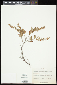 Chamaedaphne calyculata image