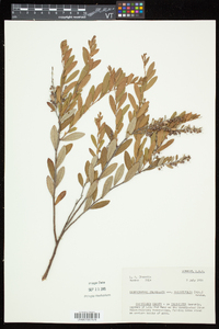 Chamaedaphne calyculata image