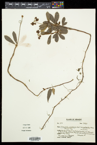 Chimaphila umbellata subsp. cisatlantica image