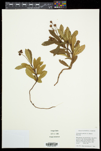 Chimaphila umbellata image