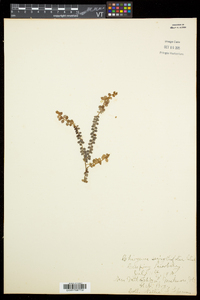 Gaultheria hispidula image