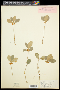 Gaultheria procumbens image