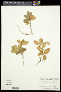 Gaultheria procumbens image