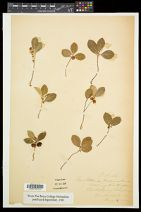 Gaultheria procumbens image