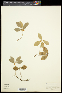 Gaultheria procumbens image