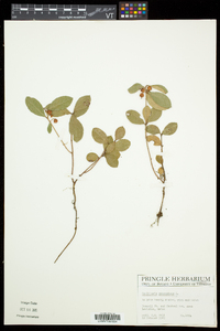 Gaultheria procumbens image