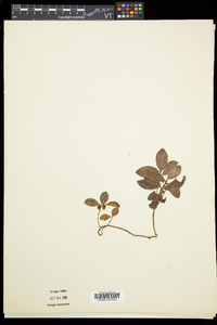 Gaultheria procumbens image