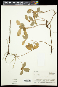 Gaultheria procumbens image