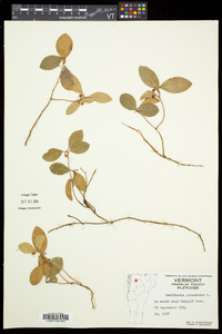 Gaultheria procumbens image