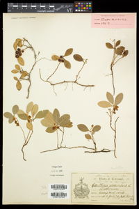 Gaultheria procumbens image