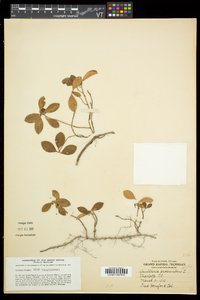 Gaultheria procumbens image