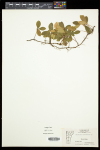 Gaultheria procumbens image