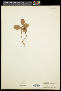 Gaultheria procumbens image