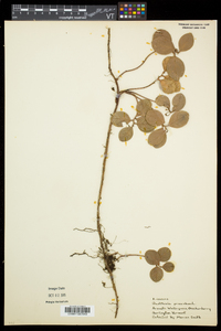 Gaultheria procumbens image