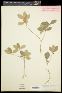 Gaultheria procumbens image