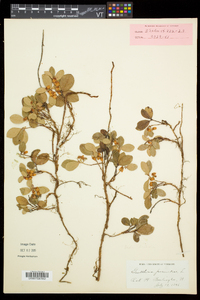 Gaultheria procumbens image