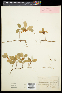 Gaultheria procumbens image